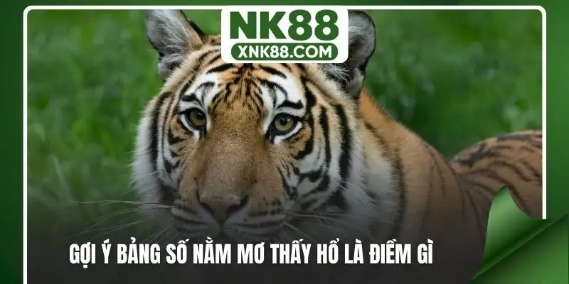 Gợi ý bảng số nằm mơ thấy hổ là điềm gì