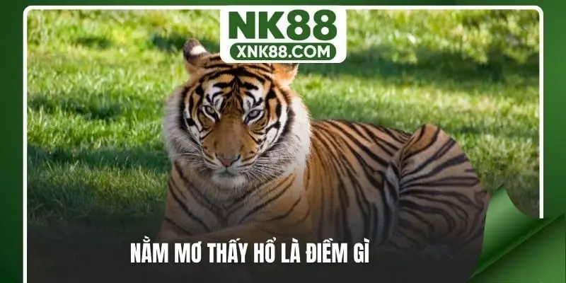 Nằm mơ thấy hổ là điềm gì