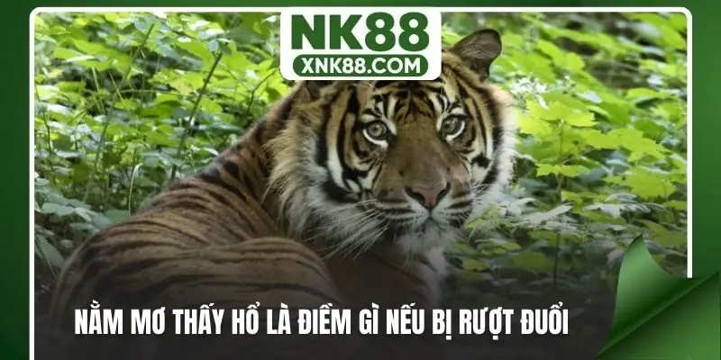 Nằm mơ thấy hổ là điềm gì nếu bị rượt đuổi