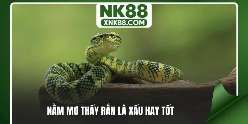 Nằm mơ thấy rắn là xấu hay tốt