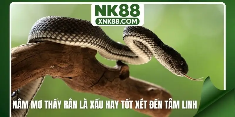 Nằm mơ thấy rắn là xấu hay tốt xét đến tâm linh