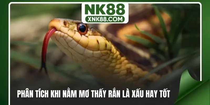 Phân tích khi nằm mơ thấy rắn là xấu hay tốt